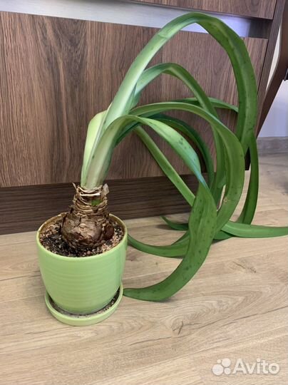 Гиппиаструм белый