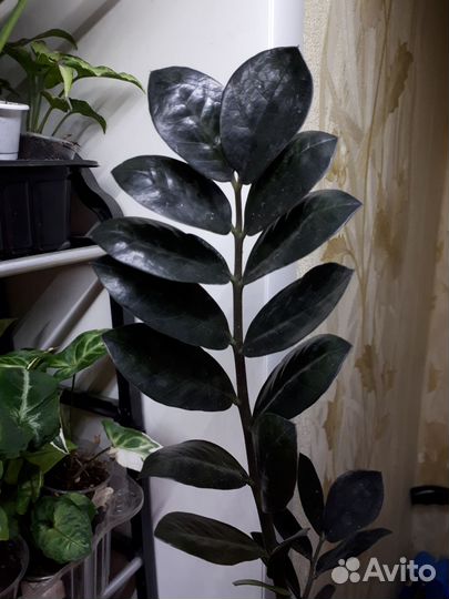 Замик Зензи,Равен,змеелистный,сингмария, аден