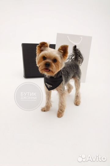 Ошейник-воротник Prada