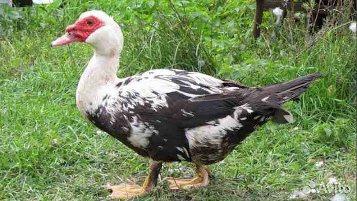 Мускусные утки