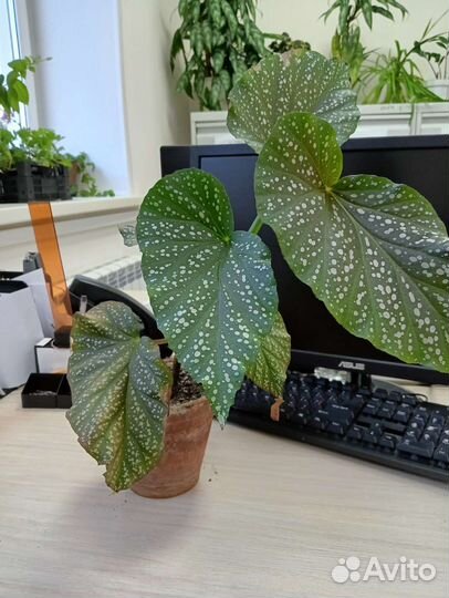 Фикус Бенджамина