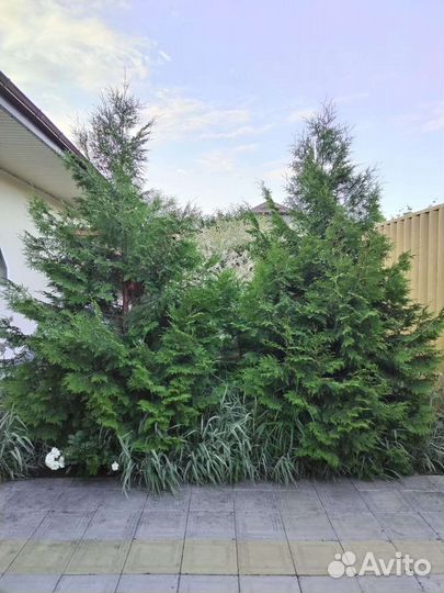 Хвойное дерево