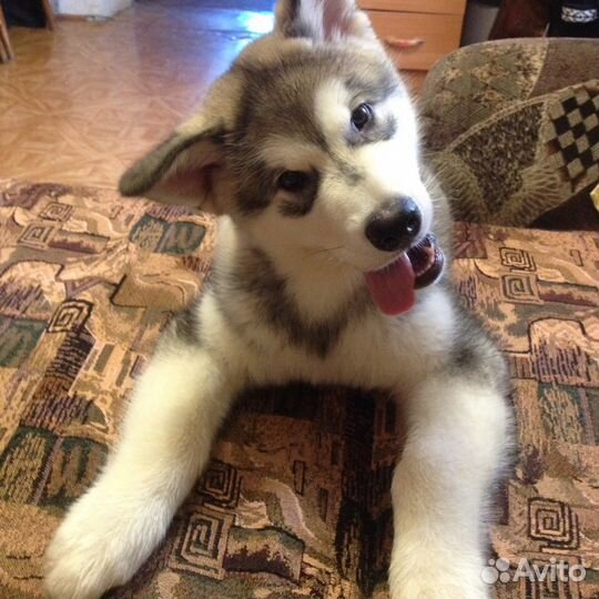 Передержка для ваших питомцев