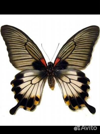 Ферма для выращивания бабочек