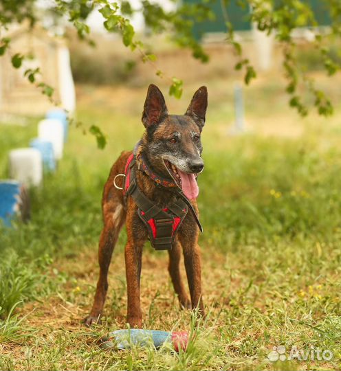Дрессировка и воспитание собак