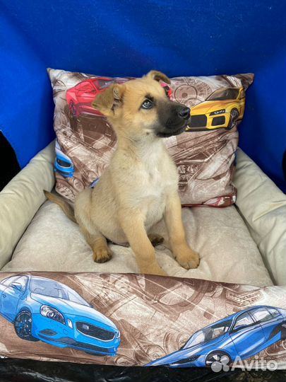 Щенок мальчик