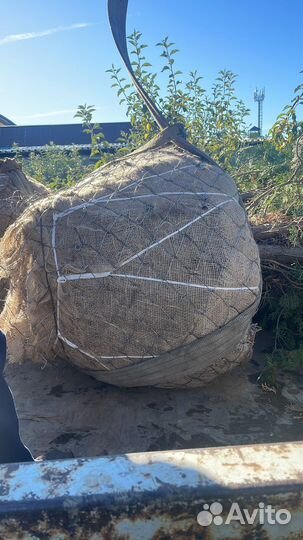 Туя,голубая ель крупномеры