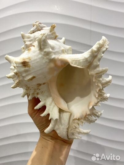 Раковина ракушка морская большая для аквариума