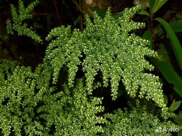 Пеллеи в ассортименте