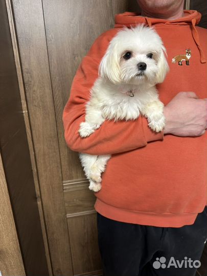 Мальтийская болонка микро