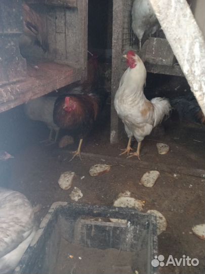 Молодые петухи