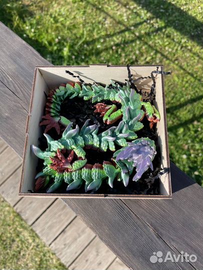 Подвижный дракон китайский