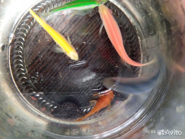 Аквариумные рыбки