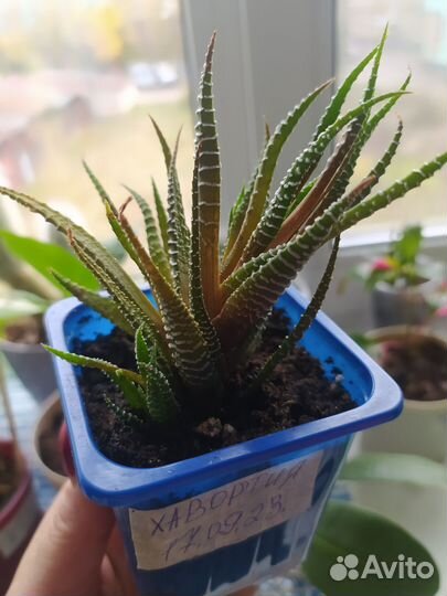 Суккуленты хавортия