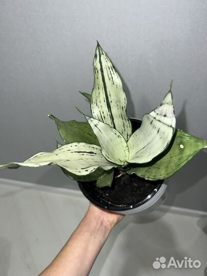 Сансевиерия манолин
