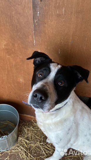 Умут ищет дом