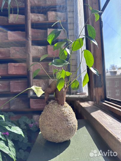 Мастер класс