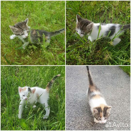 Кошка в дар