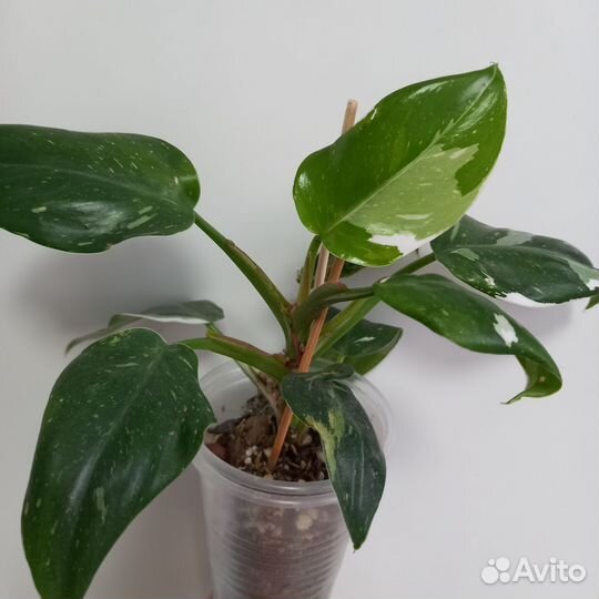 Филодендроны Розовая/Белая/Оранж принцесса