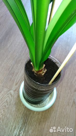 Гиппеаструм