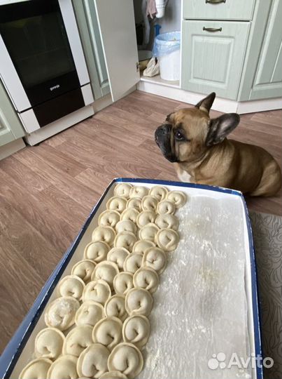 Передержка собак Надёжный Догситтер