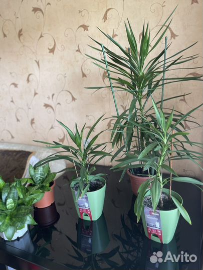 Пальма драцена