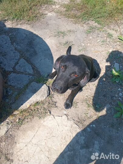 Чистокровные лабродоры