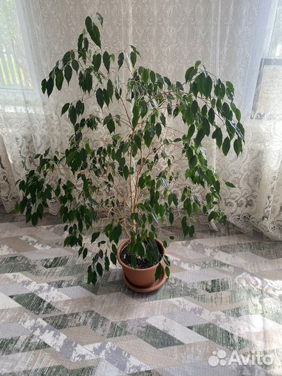 Фикус бенджамина большой