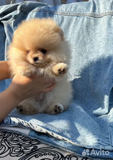 Маленький шедевр. Мини мальчик