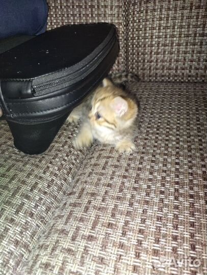 Шотландские котята