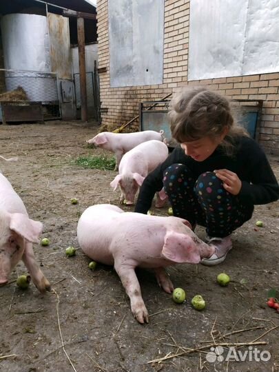 Продам племянных поросят