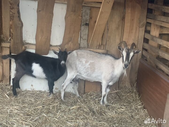 Коза и казленок