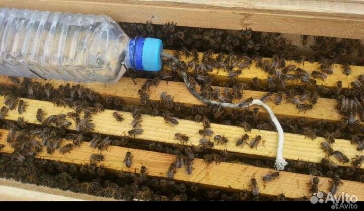 Пчелопакеты