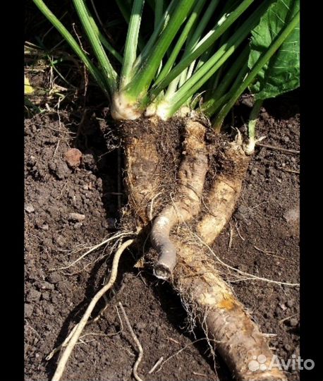 Корень хрена