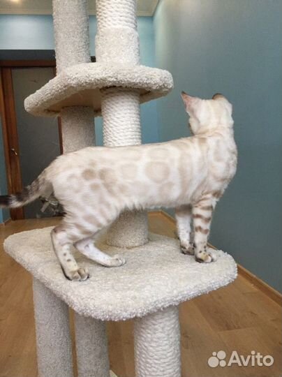 Бенгальская кошечка окраса линкс сГолубыми глазами