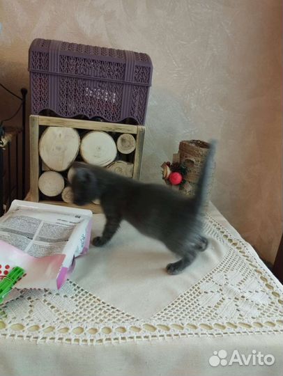 Русская голубая