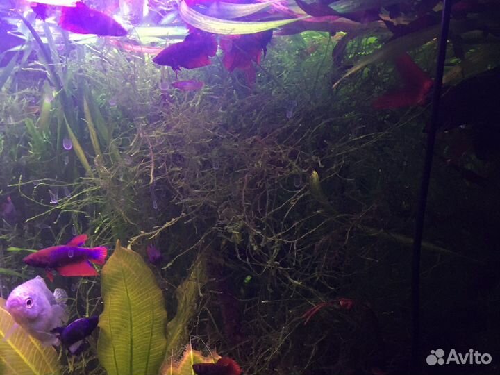 Яванский мох