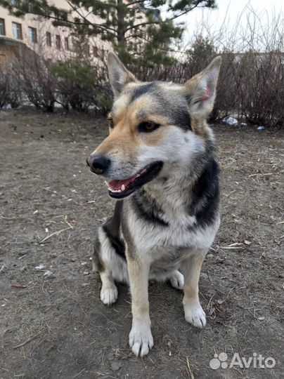 Собака в добрые руки