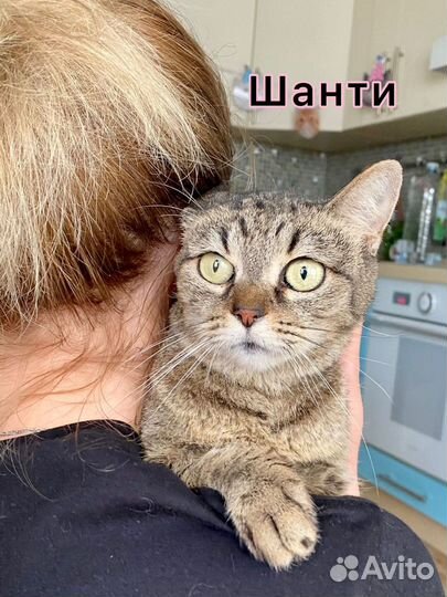 Шанти ищет дом