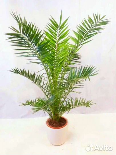 Финиковая двухлетняя пальмочка