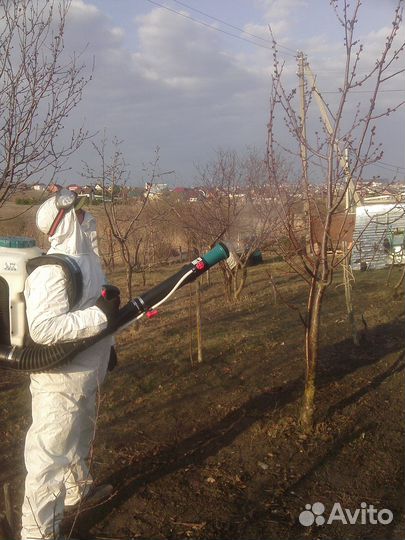 Черенки для прививки