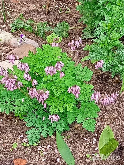 Многолетние цветы