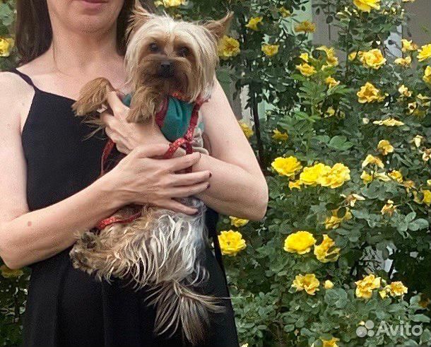 Йоркширский терьер щенки