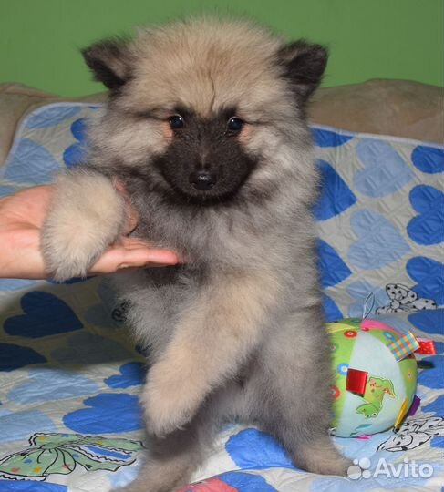 Щенки вольфшпица(кеесхонд)