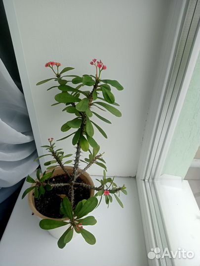 Молочай Миля (кактус)