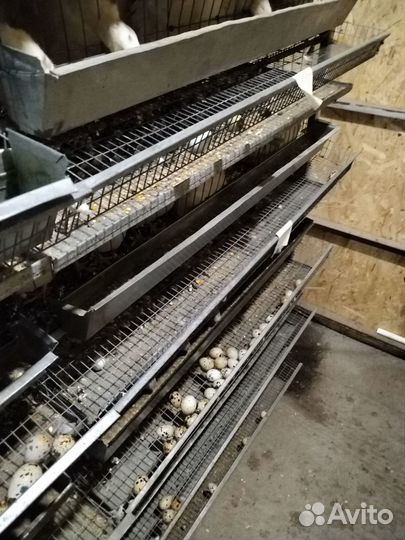 Яйца перепелиные инкубационное, и куриное яйцо