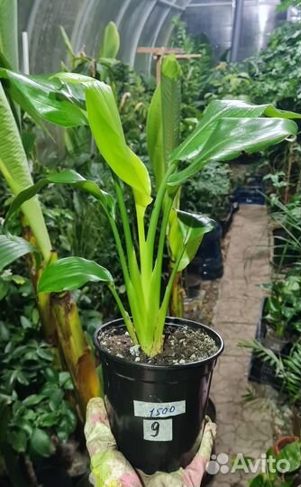 Стрелиция Регина Королевская