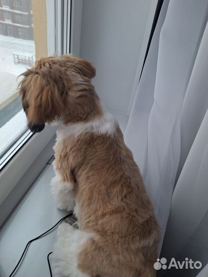 Щенки ши-тцу