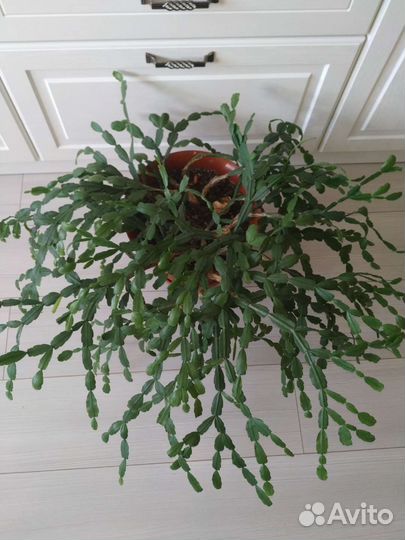 Декабрист (шлюмбергера)