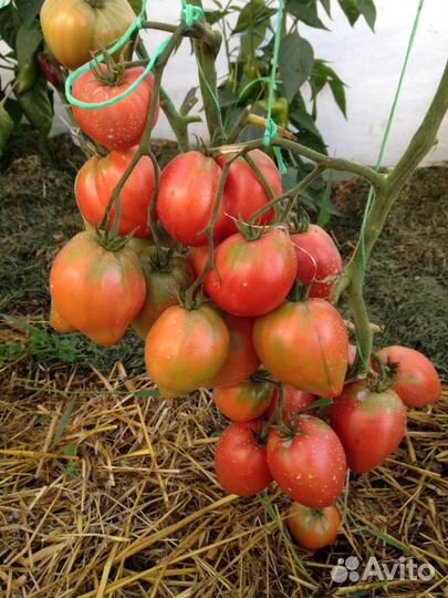 Семена Минусинских томатов